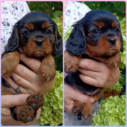Cavalier King Charles Spaniel Puppies from 7 Bridges Cavaliers
