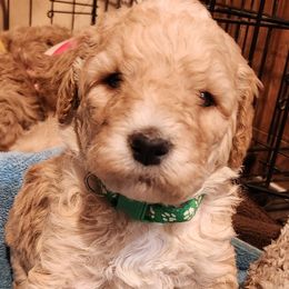 Boy 4 - Apricot Labradoodle puppy in Fostoria, Michigan from North Country Kennel Club