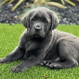 Dilute Retriever and Labrador Retriever Puppies from Hedge Lane Labradors