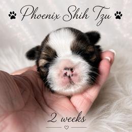 Sophie - Tricolor female Shih Tzu puppy in Hayden, Idaho from Phoenix Shih Tzu