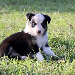 Border Collie Puppies from Bridges Border Collies