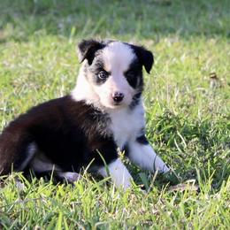 Border Collie Puppies from Bridges Border Collies