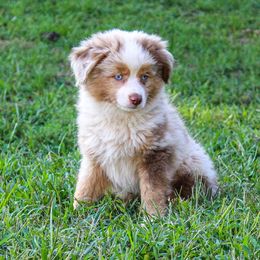 Miniature Australian Shepherd and Toy Australian Shepherd Puppies from Blue Springs Aussies
