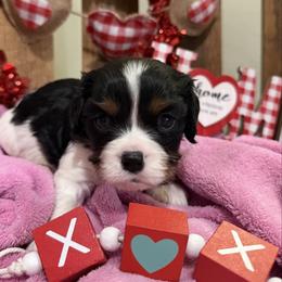 Heath - Tri-color male Cavalier King Charles Spaniel puppy in Kidder, South Dakota from Continental Cavaliers