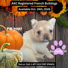 Bernadette - Cream female French Bulldog puppy in Michigan from Fur Baby Farms