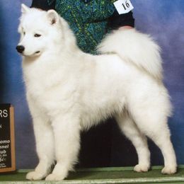 Samoyeds from Ej Samoyeds