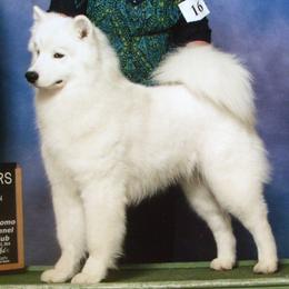 Samoyeds from Ej Samoyeds
