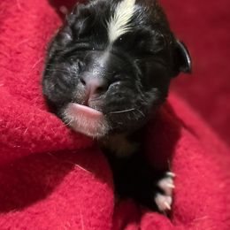Male 4 - Brindle male Boxer puppy in Warsaw, New York from Hillview Kennels