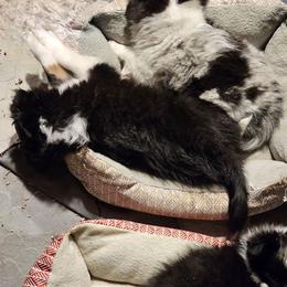 Oscar - White blue merle male Shetland Sheepdog puppy in Germantown, Ohio from Buckeye Shelties