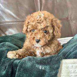 Waldo - Red male Cavapoo puppy in Ephrata, Pennsylvania from Nancy's Cavapoos