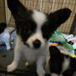G2 - Black brown and white female Papillon puppy in Forest City, North Carolina from Eastern Papillions