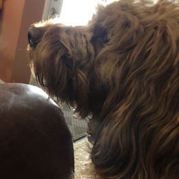 Goldendoodle Puppies from Coal Country Doodles