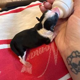 Girl 1 - Black and white female Chinese Crested puppy in Auburn, Kansas from TopBrass Kennels