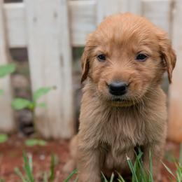 Blue - Dark golden male Golden Retriever puppy in Midland, North Carolina from Alger Farm, LLC