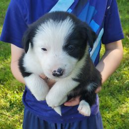 Aiya (lilac collar) - Black and white female Border Collie puppy in Chester, Vermont from Countryside Border Collies
