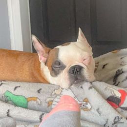 Delilah - Boston Terrier