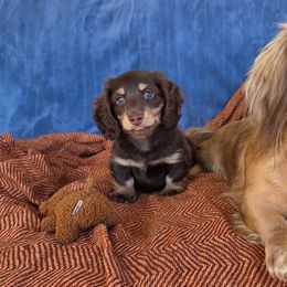 Dachshunds from Cassiopeia Doxies