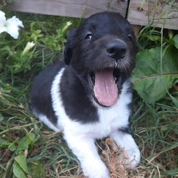 Bordoodles from Country Life Bordoodles