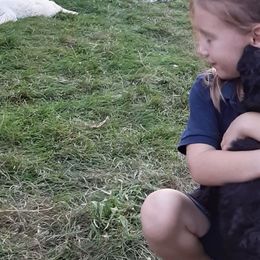 Midnight - Labradoodle puppy from Trinity Labradoodles