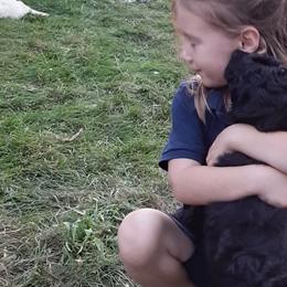 Midnight - Labradoodle puppy from Trinity Labradoodles