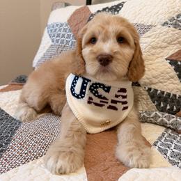 BAYOU - Caramel male Australian Labradoodle puppy in Valley Springs, California from Blue Denim Doodles