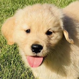 Golden Retrievers from Riverside Ranch Retrievers