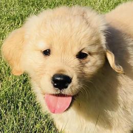 Golden Retrievers from Riverside Ranch Retrievers