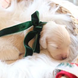 Boy - Cream male Dachshund puppy in Laurel, Mississippi from Kissinger Dachshunds