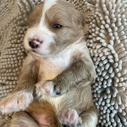 Goldendoodle Puppies from Old Home Place Doodles