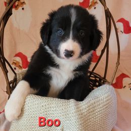 Boo - Black and white male Border Collie puppy in Watsontown, Pennsylvania from Kate Gresham