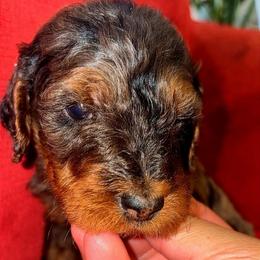 Boy 1 - Phantom male Goldendoodle puppy in Holly, Colorado from Vida’s Loving Doodles
