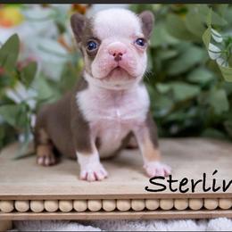 Husky boy 1 - Tricolors male French Bulldog puppy in Denison, Texas from Lovemyfrenchies – Stoddard Frenchbulldog's