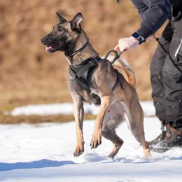 Arya - Belgian Malinois