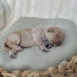 Light Blue - Apricot male Cavapoo puppy in Arlington, Texas from Van Haselen Poodles and Doodles