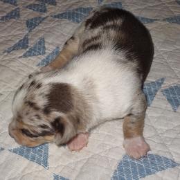 Lavender tricolor merle - Merle female Chihuahua puppy in Knoxville, Tennessee from Turners Chihuahua