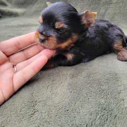Cash - Black and gold male Yorkshire Terrier puppy in Middleton, Idaho from Rocky Mountain Yorkies