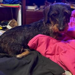 Mahna Mahna - Dachshund