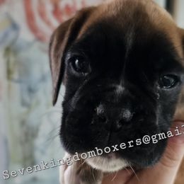 Purple - Boxer puppy from Seven Kingdom Boxers