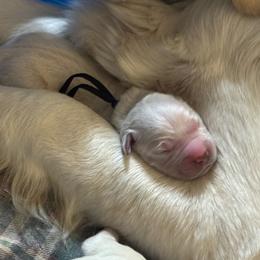 Juneau - Light golden female Golden Retriever puppy in Payette, Idaho from Stonewick Retrievers