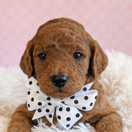 Mr. Gray - Red  male Goldendoodle puppy in Greenwood, Louisiana from GoldenFido