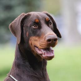 Gabby - Doberman Pinscher