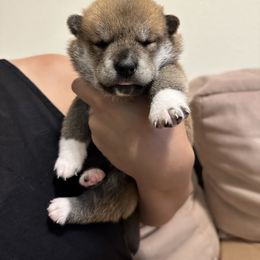 Boy 1 - Sesame Shiba Inu puppy in Temple City, California from Obi’s Pups