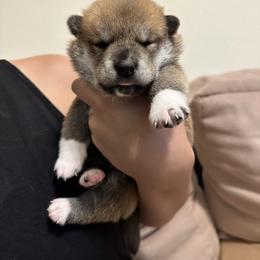 Boy 1 - Sesame Shiba Inu puppy in Temple City, California from Obi’s Pups
