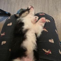 Fancy - Black and tan female Pembroke Welsh Corgi puppy in Clever, Missouri from Creme De La Creme Corgis