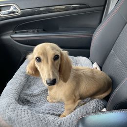 Dachshund All Grown Up from Lone Star Longhair Dachshunds