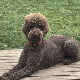 Gusteau - Poodle