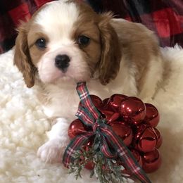 Cavalier King Charles Spaniel Puppies from Cavalier Kisses