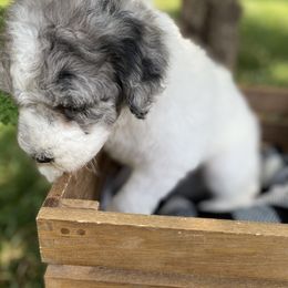 Sheepadoodle Puppies from Primrose Cottage Puppies