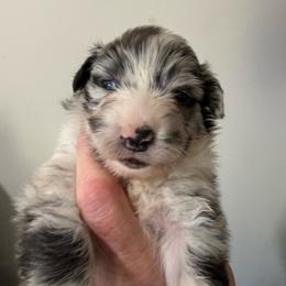 Aquamarine - Blue merle female Australian Shepherd puppy in Ellensburg, Washington from Creekside Aussies