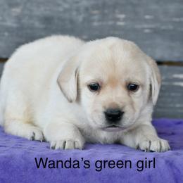Green female - Yellow female Labrador Retriever puppy in Mississippi from Sure Shot English Labs